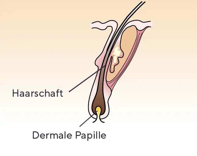 Dermale Papille und Haarschaft